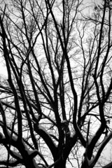 tree branches against the sky in black and white colors. discolored photo of black tree trunks