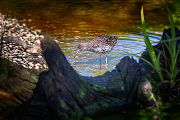 Ruff standing in pond with log framing image