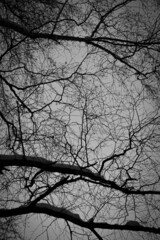 tree branches against the sky in black and white colors. discolored photo of black tree trunks