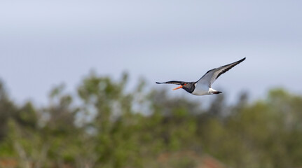 Eurasian oystercatcher flying