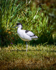 avocet standing on grass
