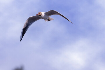 black headed gull flying
