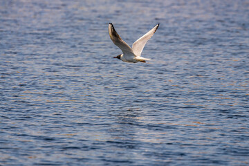 black headed gull flying over lake