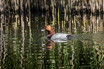 common pochard swimming on pond