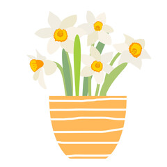 Bouquet of spring flowers daffodils in flower pot isolated on white background.