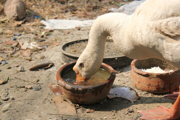 White drinking water from the pot