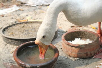 White drinking water from the pot