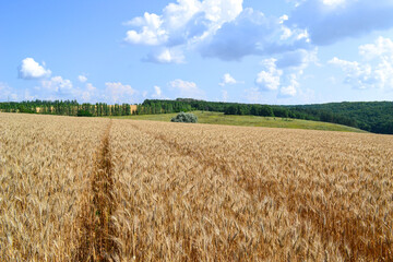 wheat field in the summer