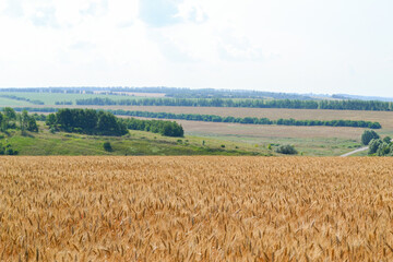 wheat field in the summer