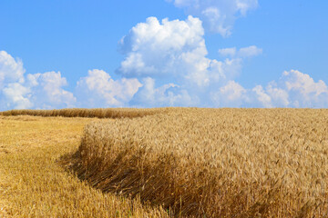golden wheat field