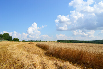 wheat field and blue sky