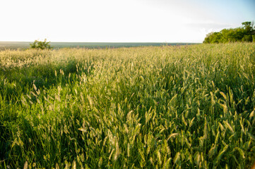 wheat field in summer