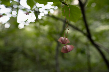 the red-fruited birch bark grows in a dark dense forest. closed buds close-up. selective focus.