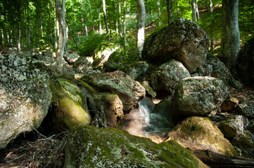 water flowing in the forest