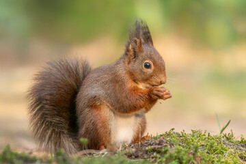 Naklejka na ściany i meble Beautiful Eurasian red squirrel (Sciurus vulgaris) eating a nut in the forest of Noord Brabant in the Netherlands. Green bokeh background. 