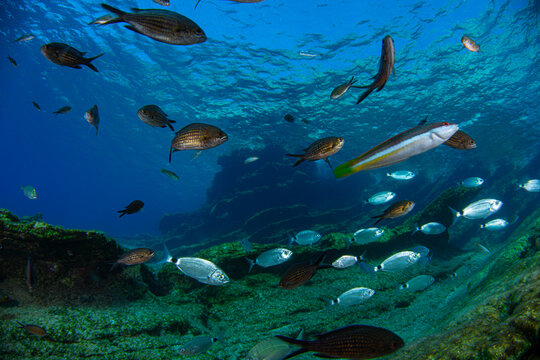 Underwater photography (a school of fish ) in Bodrum, Muğla TURKEY	