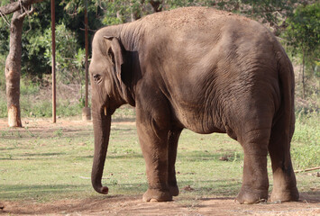 Fototapeta premium One of the elephants stands. Against a faint natural background