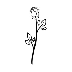 Black line doodle beautiful rose. Vector Outline illustration. Nature monochrome line art design. Hand drawn simple linear art