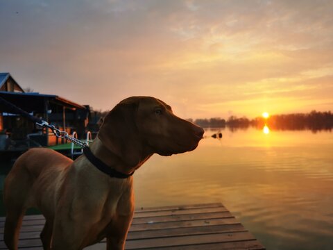 Cute portrait of dog with river and sunset in background