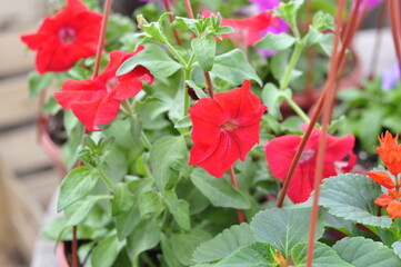 Garden flowers are blooming. Blooming flowers and plants. 