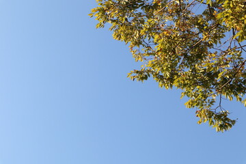 青空と樹木　コピースペースあり
