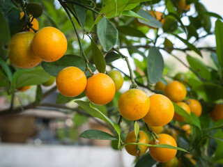 Fresh ripe oranges on the tree in the garden