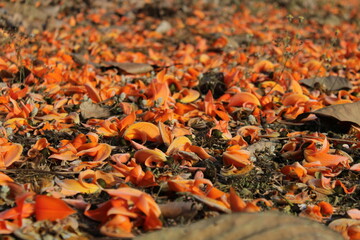 autumn leaves on the ground
