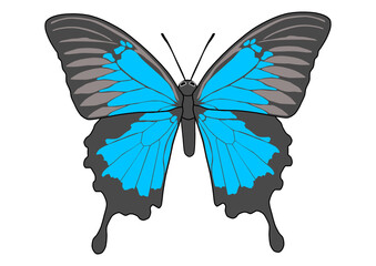 オオルリアゲハ　蝶  アゲハチョウ