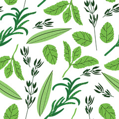 Seamless pattern background - greeneries. Vector illustration of mint, celery and rosemary