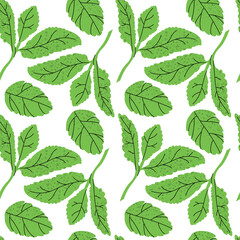 Seamless pattern background - greeneries. Vector illustration of mint, celery and rosemary