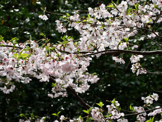 桜　cherry blossom