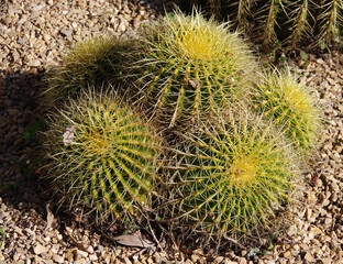 Large round spiky cacti in a drought resistant desert garden