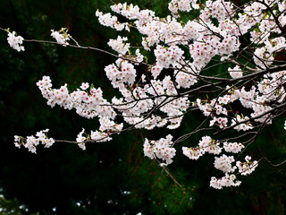 桜　cherry blossom