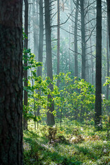 Morning sunlight illuminating green leaves. Light fog, sunny weather, dark tall tree trunks and warm June in Lithuania. Selective focus on the details, blurred background.