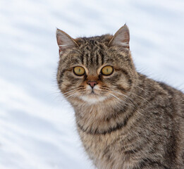Portrait of a cat in the snow
