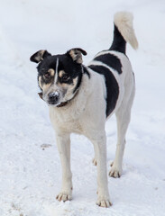 Portrait of a dog in the snow