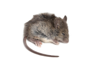 The mouse is isolated on a white background.