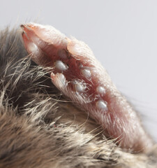 Mouse paw with claws.