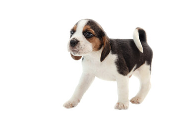 Dog puppy isolated on white background.