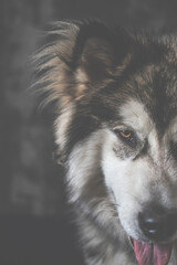 Observing look of Alaskan Malamute male. Creative dark animal portrait in an indoor studio. Bright brown eyes. Selective focus on the details, blurred background.