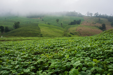 Fototapeta premium field of corn
