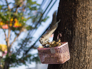 birds in a basket