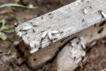 insects on a piece of wood