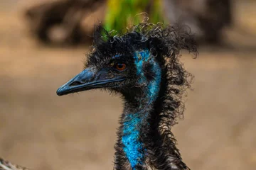 Keuken spatwand met foto close up of a ostrich © AlexTow