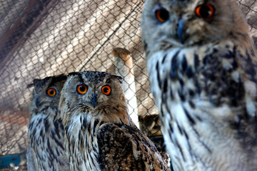 an owls in a zoo, looking through a cage. Close-up
