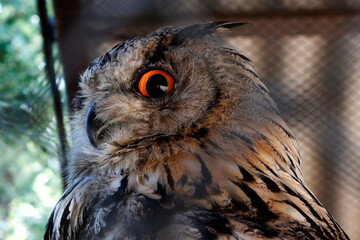 an owl in a zoo, looking through a cage. Close-up