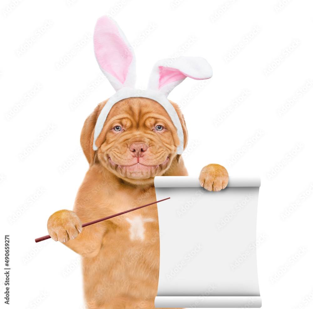 Poster Smiling puppy wearing easter rabbits ears points on empty list. Isolated on white background