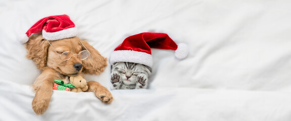 English Cocker Spaniel puppy  sleeps with cozy kitten  under warm  white blanket on a bed at home. Pets wearing red santa hats sleep together. Dog hugs toy bear. Empty space for text