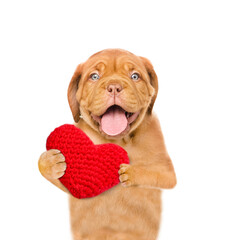 Happy mastiff puppy holds the red heart. isolated on white background