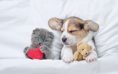 Kitten and Beagle puppy sleep together under a white blanket on a bed at home. Puppy hugs toy bear. Kitten holds red heart. Top down view